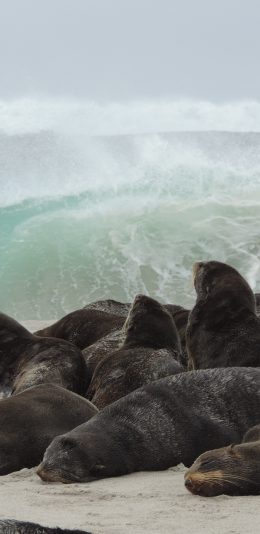 [2436x1125]大海 海浪 海滩 海豹 群居 苹果手机壁纸图片