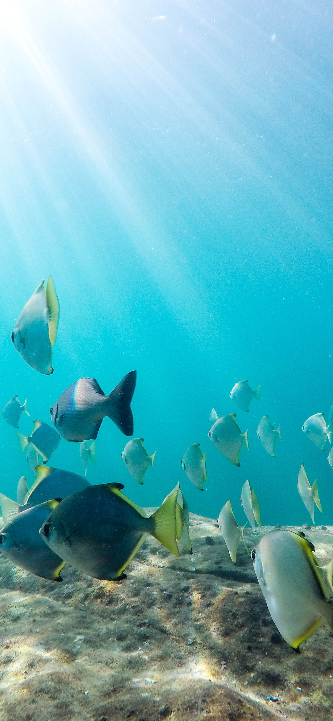 [2436×1125]大海 海鱼 鱼 游动 苹果手机壁纸图片