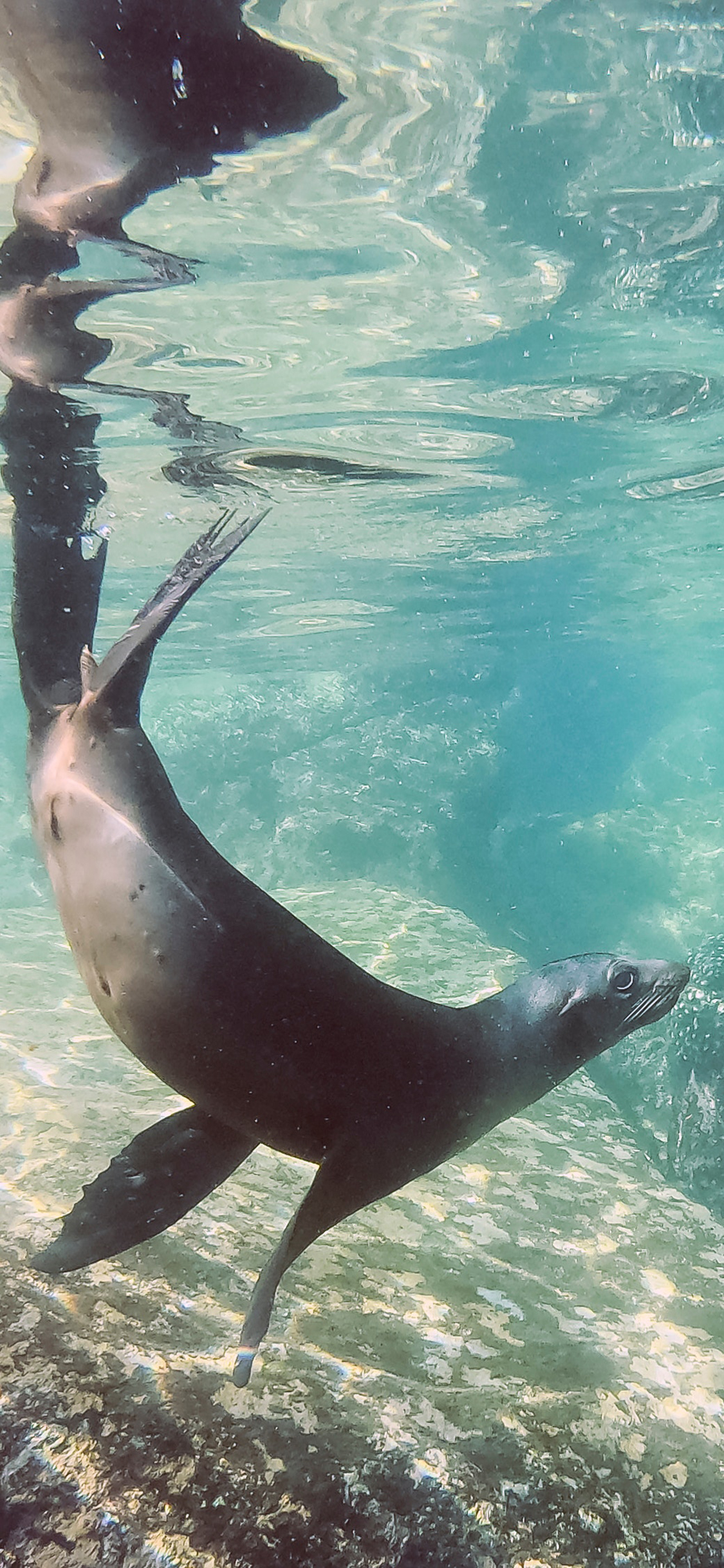 [2436×1125]大海 生物 海豹 潜水 觅食 苹果手机壁纸图片