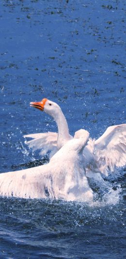 [2436x1125]大白鹅 嬉戏 水面 湖水 蓝色 翅膀 苹果手机壁纸图片