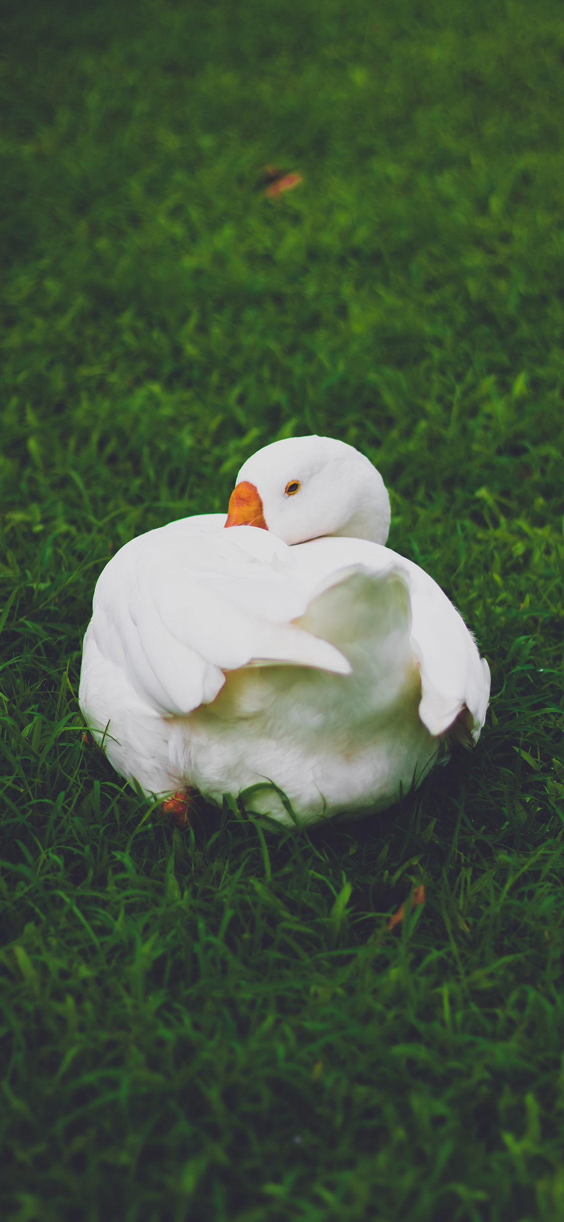 [2436×1125]大白鹅 家禽 禽类 草坪 翅膀 羽毛 苹果手机壁纸图片