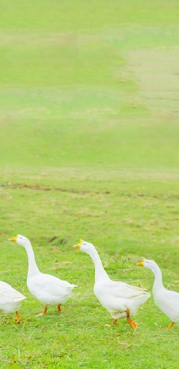 [2436x1125]大白鹅 草坪 家禽 水禽 苹果手机壁纸图片
