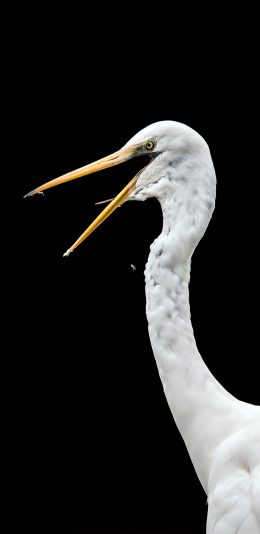 [2436x1125]大白鹭 大型飞鸟 捕鱼 苹果手机壁纸图片