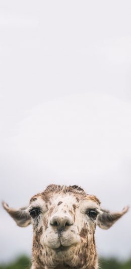 [2436x1125]大羊驼 萌 食草 温顺 苹果手机壁纸图片