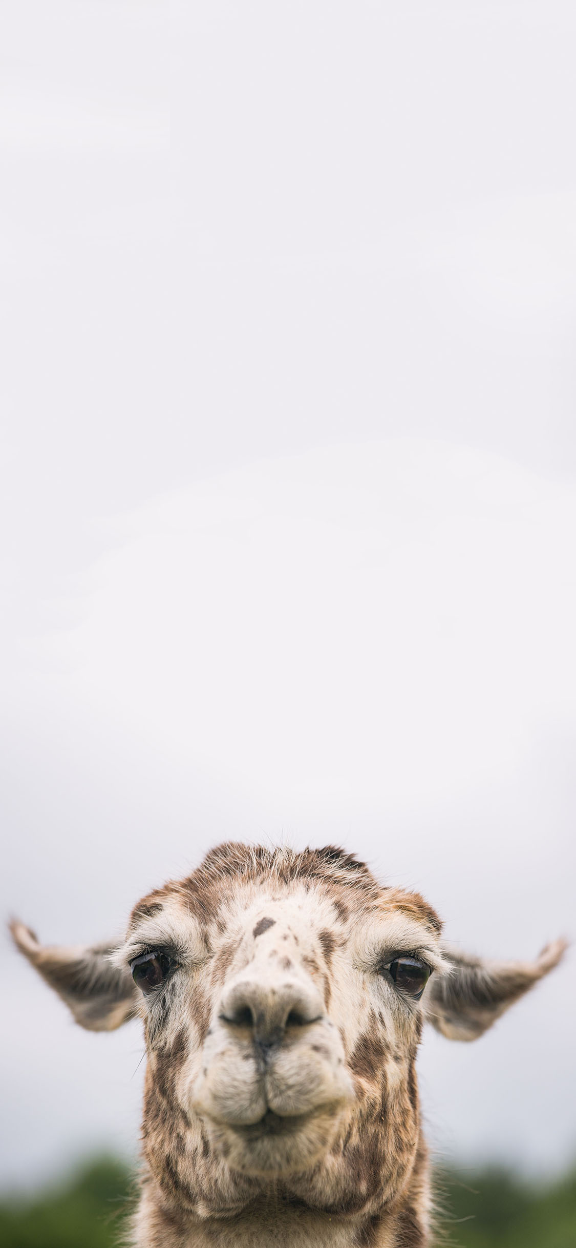 [2436×1125]大羊驼 萌 食草 温顺 苹果手机壁纸图片