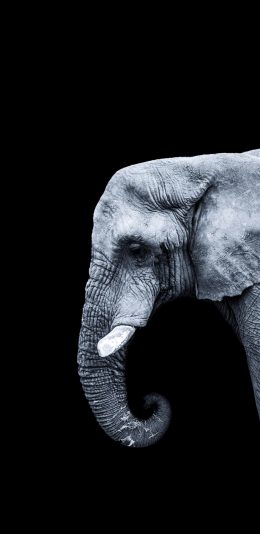 [2436x1125]大象 侧面 黑白 象牙 苹果手机壁纸图片