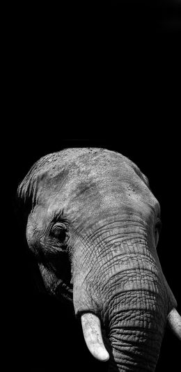 [2436x1125]大象 动物 象牙 头部 苹果手机壁纸图片