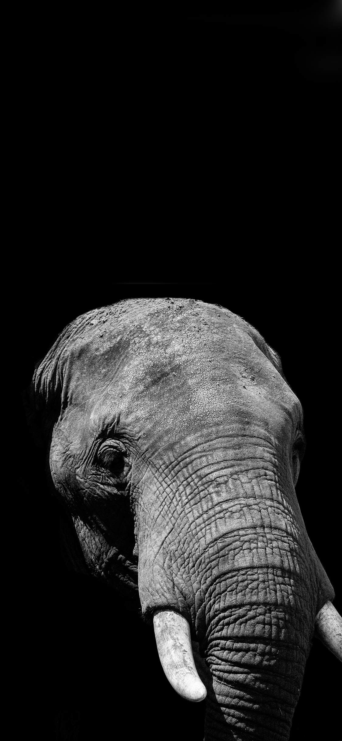 [2436×1125]大象 动物 象牙 头部 苹果手机壁纸图片