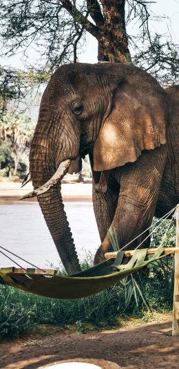 [2436x1125]大象 吊床 象牙 野象 苹果手机壁纸图片