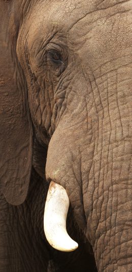 [2436x1125]大象 尖牙 特写 野生 苹果手机壁纸图片