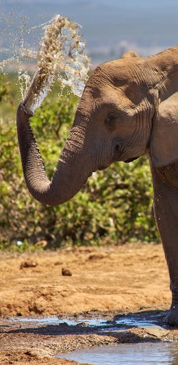 [2436x1125]大象 戏水 野外 小象 苹果手机壁纸图片