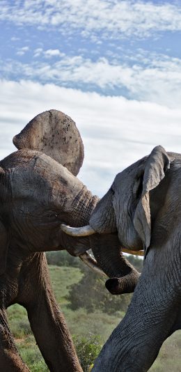 [2436x1125]大象 打架 野外 蓝天 白云 苹果手机壁纸图片