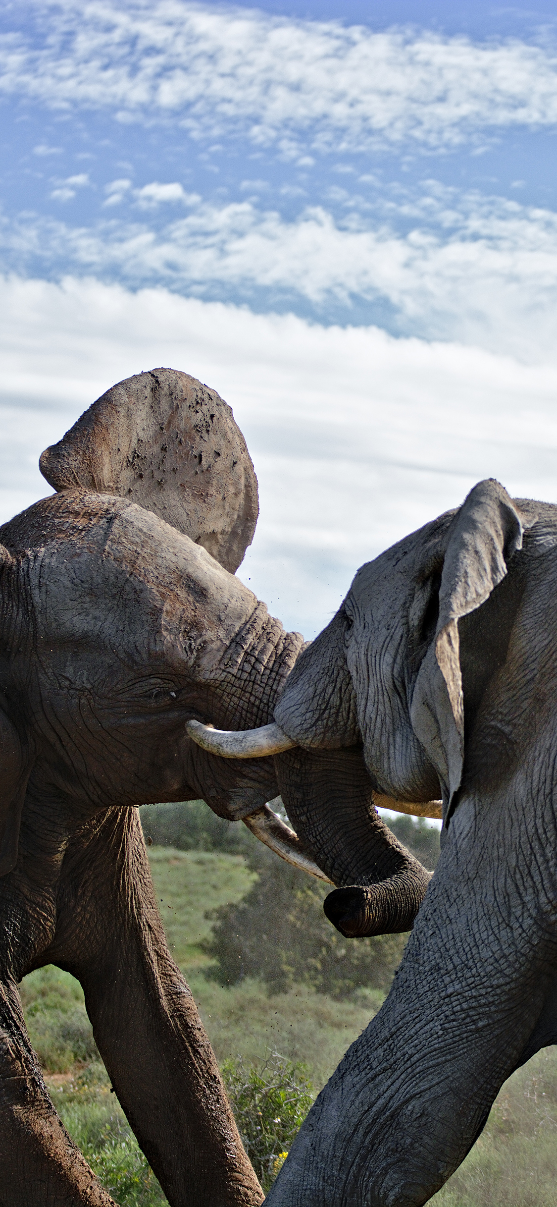 [2436×1125]大象 打架 野外 蓝天 白云 苹果手机壁纸图片