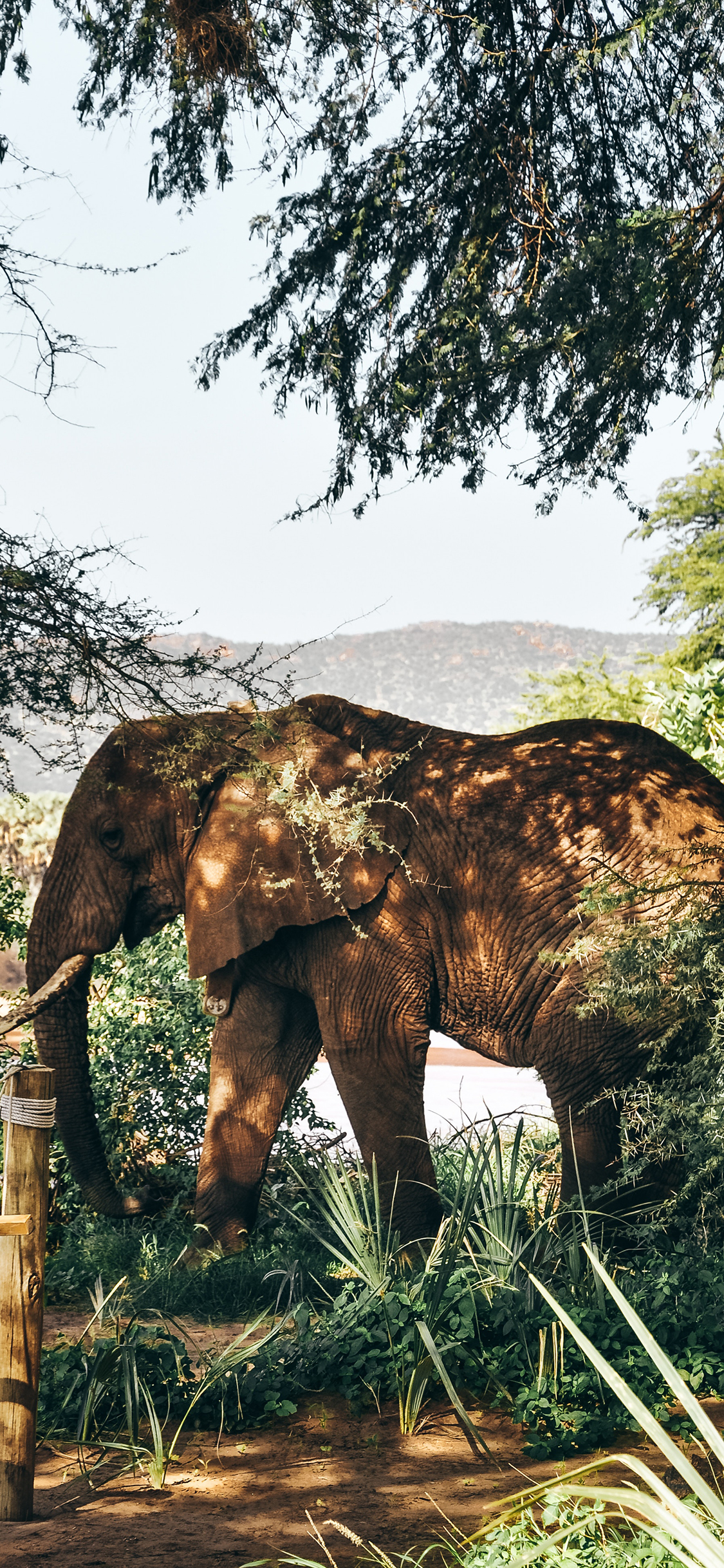 [2436×1125]大象 树林 草地 野外 苹果手机壁纸图片