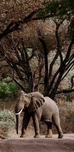 [2436x1125]大象 树林 象牙 野生 苹果手机壁纸图片