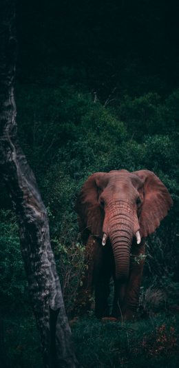 [2436x1125]大象 树林 象牙 野象 苹果手机壁纸图片