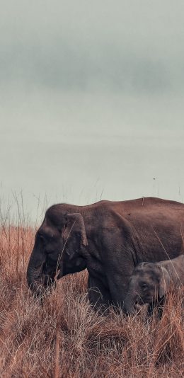 [2436x1125]大象 校园 野生 杂草 苹果手机壁纸图片