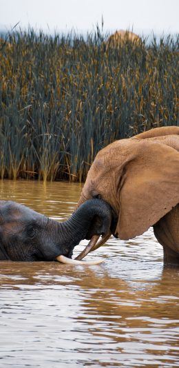 [2436x1125]大象 河水 嬉戏 野象 苹果手机壁纸图片