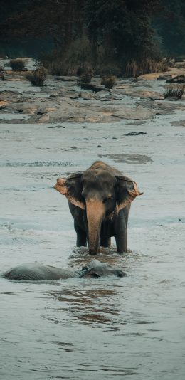 [2436x1125]大象 河水 过河 野外 苹果手机壁纸图片