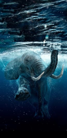 [2436x1125]大象 游泳 水滴 尖牙 象牙 苹果手机壁纸图片