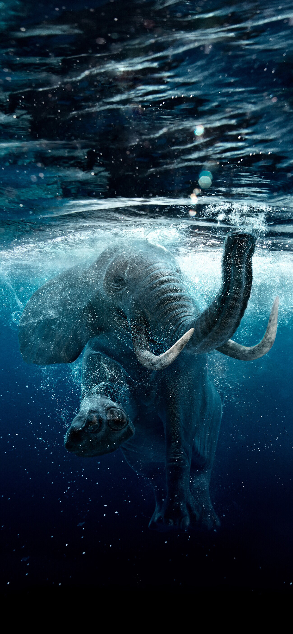 [2436×1125]大象 游泳 水滴 尖牙 象牙 苹果手机壁纸图片