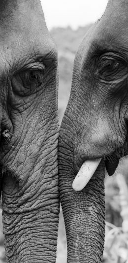 [2436x1125]大象 灰黑 野象 群居 苹果手机壁纸图片