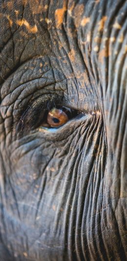 [2436x1125]大象 特写 眼睛 皮肤 斑点 苹果手机壁纸图片