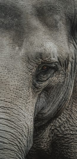 [2436x1125]大象 皮质 眼睛 鼻子 苹果手机壁纸图片