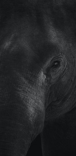 [2436x1125]大象 眼睛 黑色 特写 皮毛 苹果手机壁纸图片