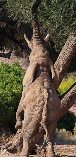 [2436x1125]大象 站立 觅食 树枝 苹果手机壁纸图片