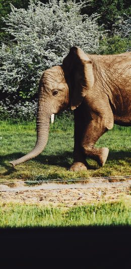 [2436x1125]大象 笨重 户外 象牙 苹果手机壁纸图片