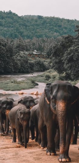 [2436x1125]大象 群体 河流 野象 象群 苹果手机壁纸图片