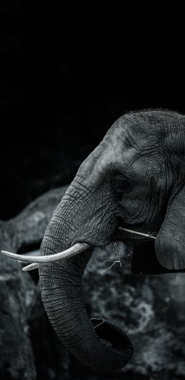 [2436x1125]大象 群居 黑白 象牙 苹果手机壁纸图片