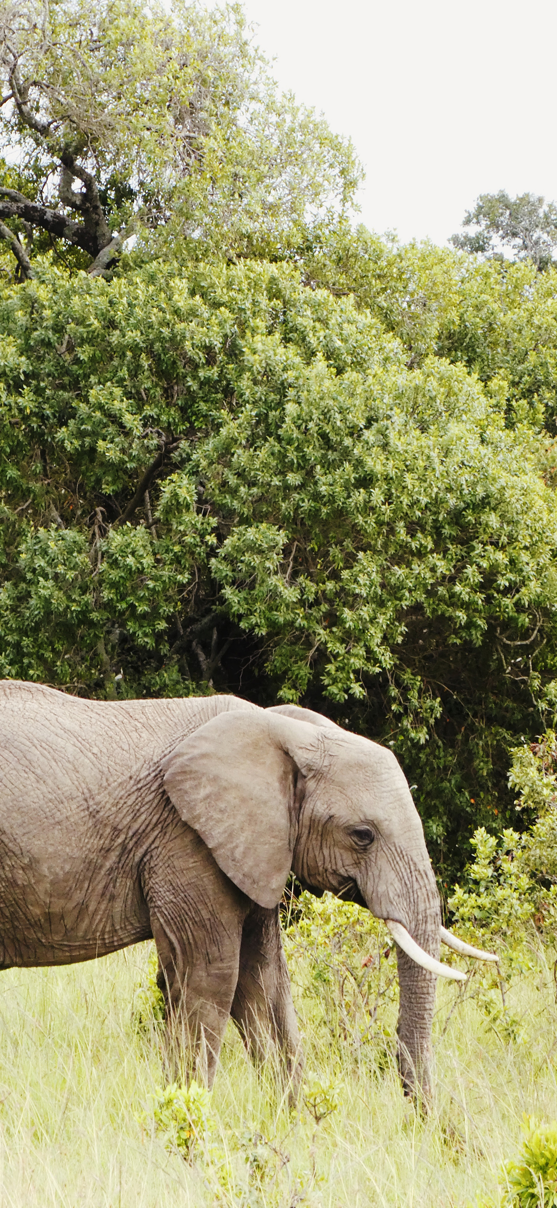 [2436×1125]大象 草原 野外 象牙 苹果手机壁纸图片