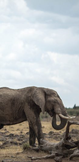 [2436x1125]大象 草原 野生 尖牙 枯木 苹果手机壁纸图片