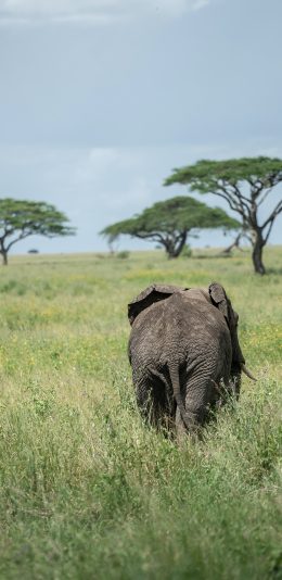 [2436x1125]大象 草地 广阔 野外 背影 苹果手机壁纸图片