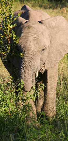 [2436x1125]大象 草地 野外 象牙 苹果手机壁纸图片