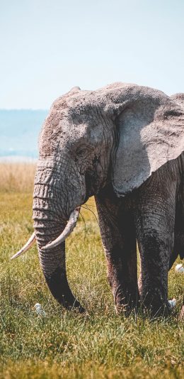 [2436x1125]大象 草地 野外 象牙 野象 苹果手机壁纸图片