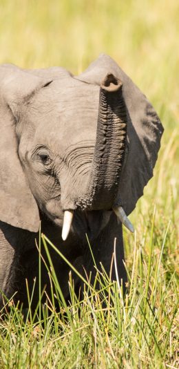[2436x1125]大象 草坪 象牙 小象 苹果手机壁纸图片