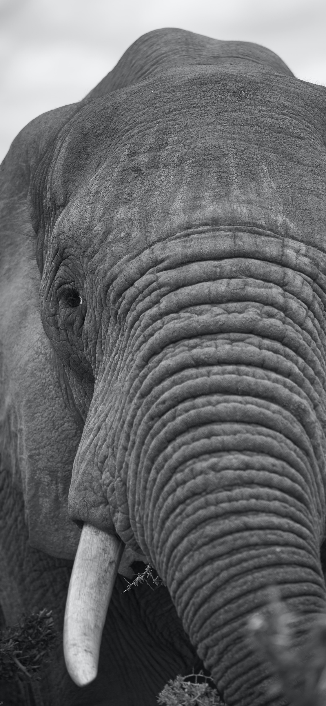 [2436×1125]大象 象牙 灰白 野外 苹果手机壁纸图片