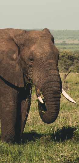 [2436x1125]大象 象牙 草原 野外 苹果手机壁纸图片