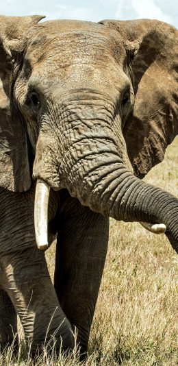 [2436x1125]大象 象牙 野外 户外 苹果手机壁纸图片