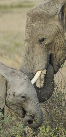 [2436x1125]大象 象牙 野生 草原 苹果手机壁纸图片