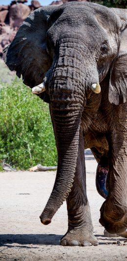 [2436x1125]大象 象牙 野象 野外 苹果手机壁纸图片
