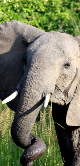 [2436x1125]大象 象牙 长鼻子 野外 苹果手机壁纸图片