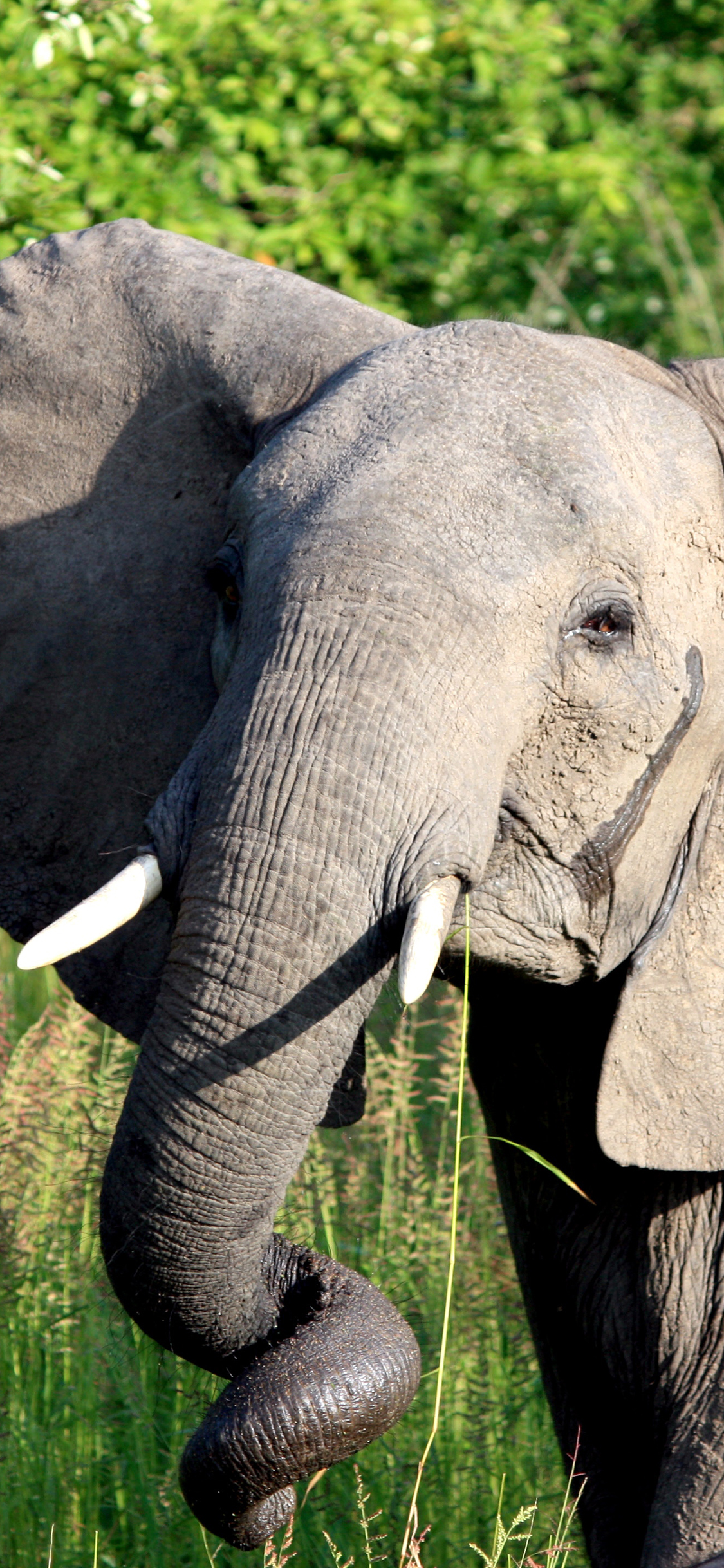 [2436×1125]大象 象牙 长鼻子 野外 苹果手机壁纸图片