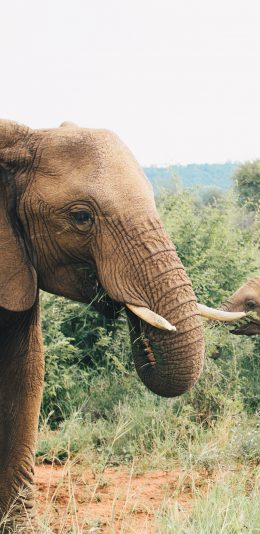 [2436x1125]大象 象群 野外 象牙 苹果手机壁纸图片
