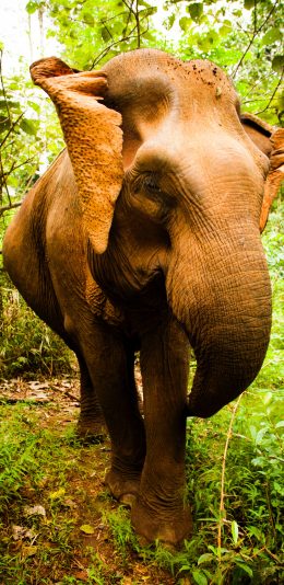 [2436x1125]大象 野外 丛林 庞大 体型 苹果手机壁纸图片