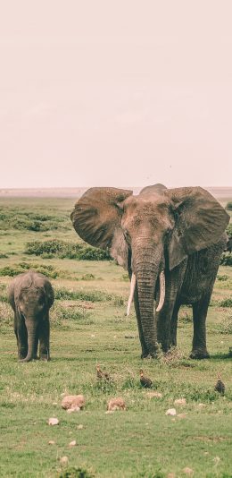 [2436x1125]大象 野外 小象 亲子 苹果手机壁纸图片