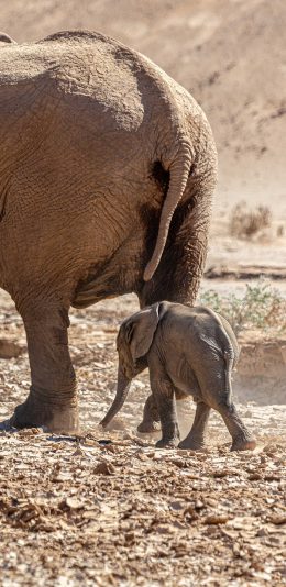 [2436x1125]大象 野外 小象 土地 泥泞 苹果手机壁纸图片